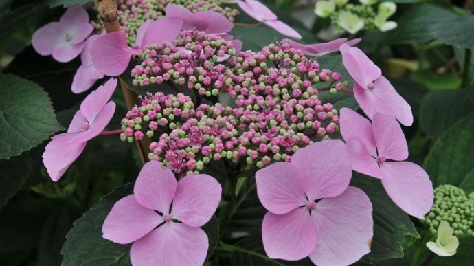 Hydrangea macrophylla ‘Mariesii Perfecta’.